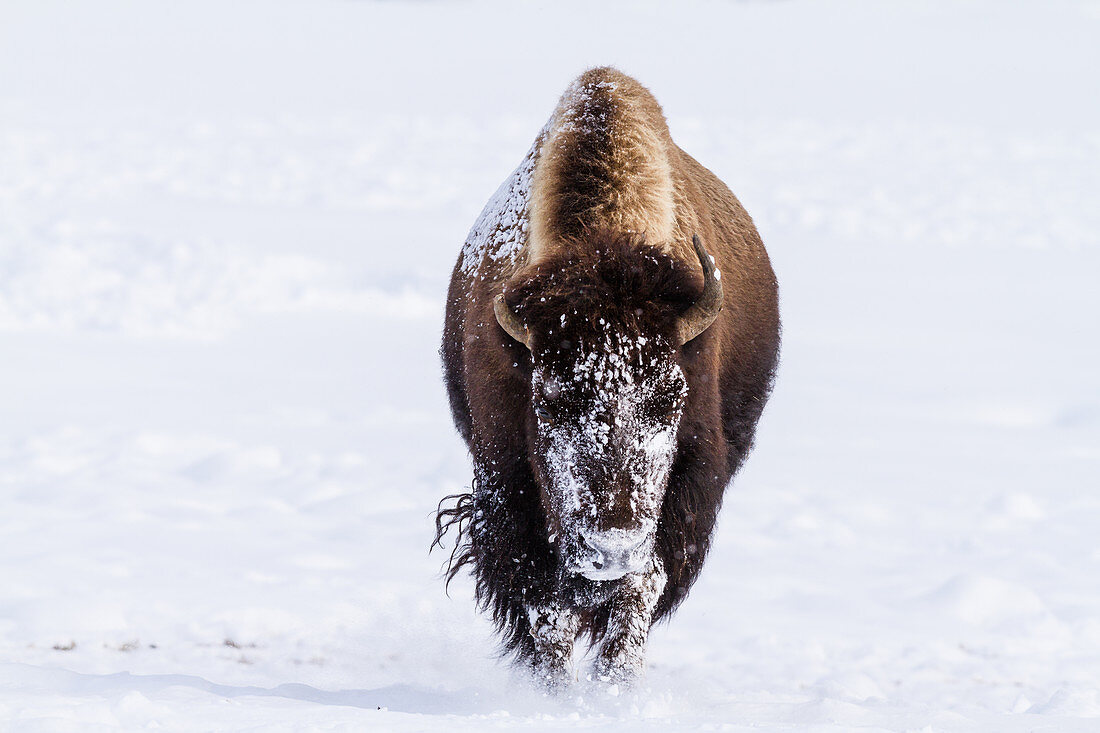 Bison in snow in Yellowstone National Park, USA