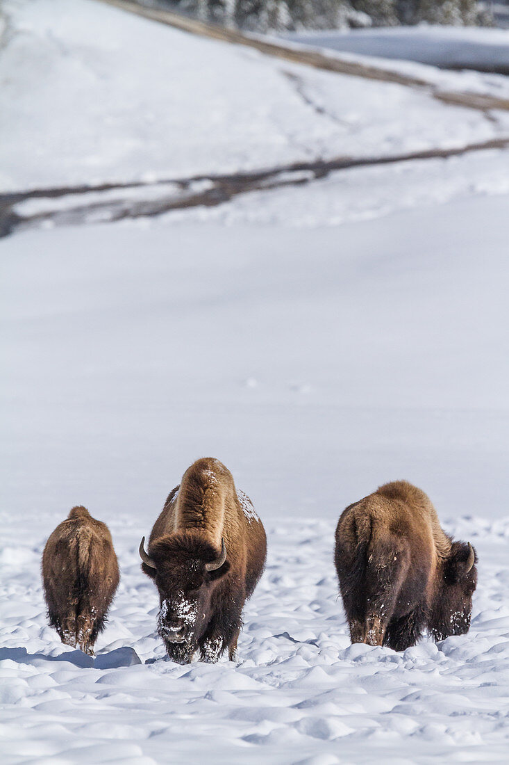 Bison in snow in Yellowstone National Park, USA