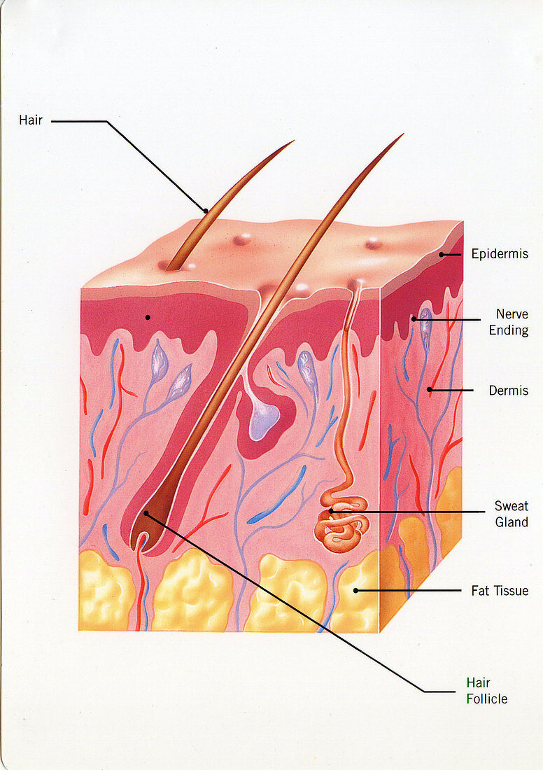 Skin anatomy, illustration