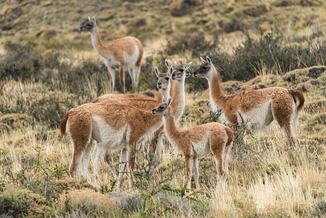 Herd of wild guanacos