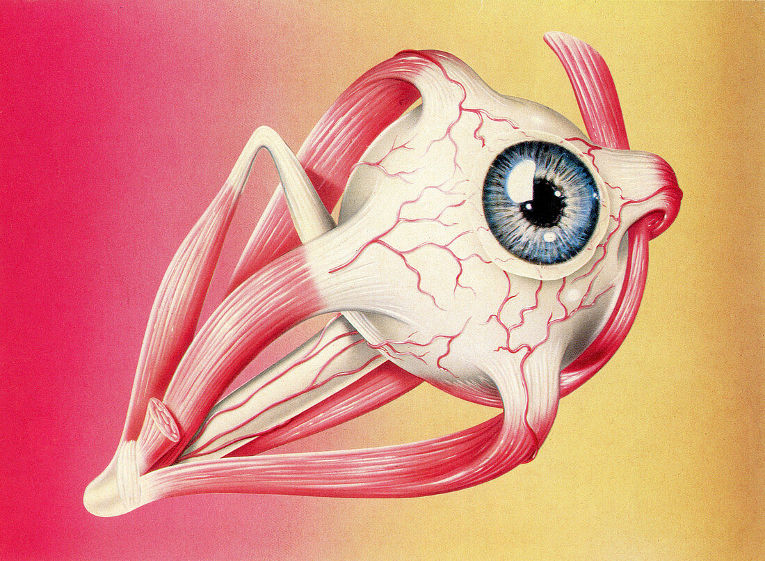 Muscles of the eye, illustration