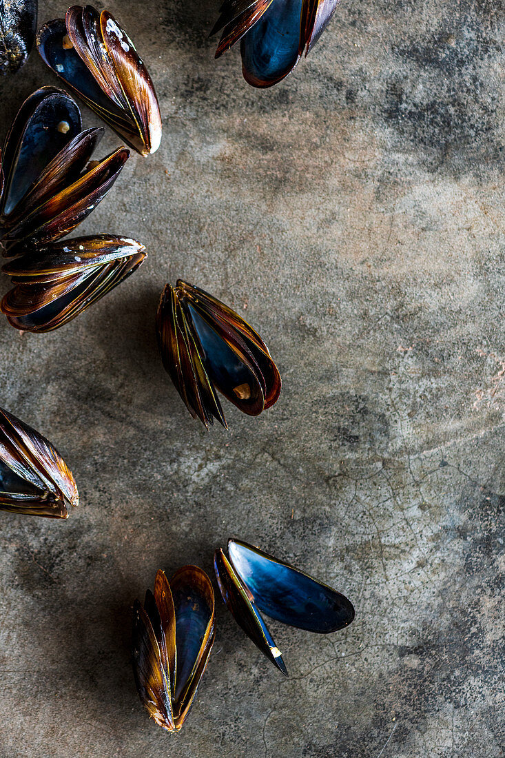 Mussels on concrete surface