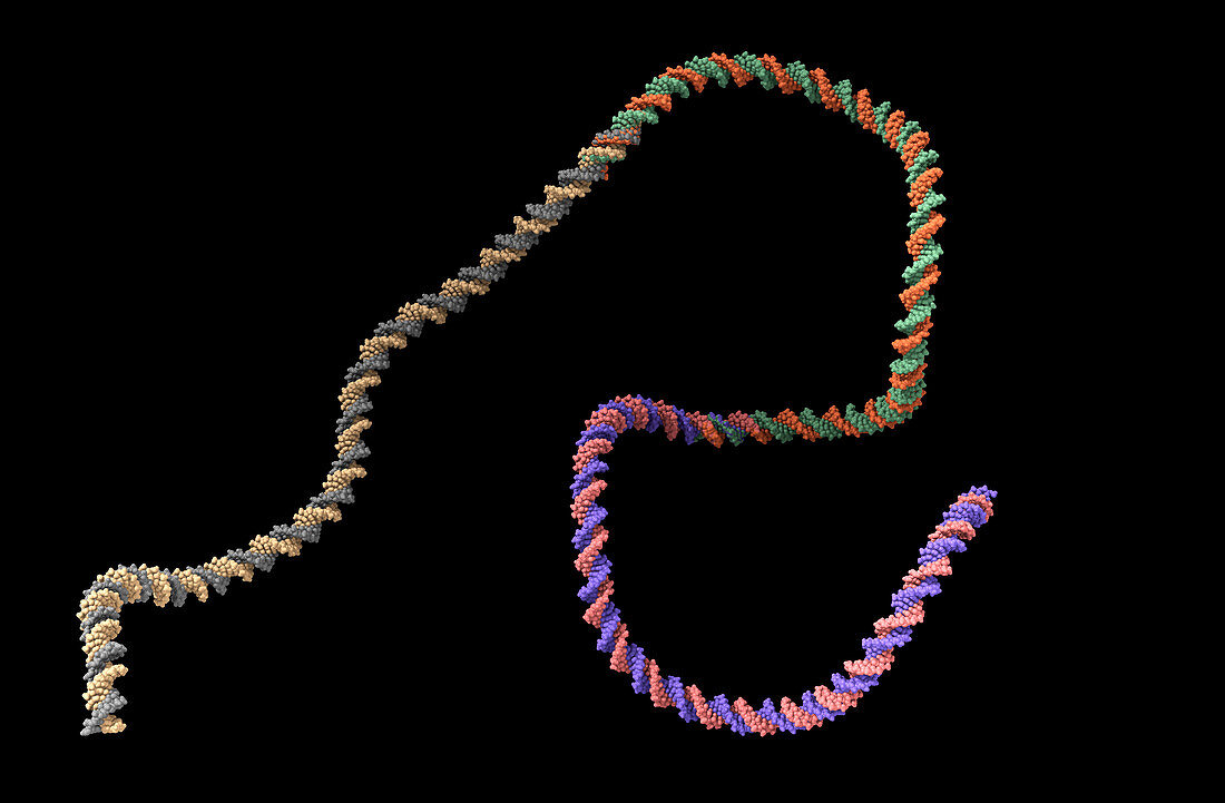 DNA molecule, computer model
