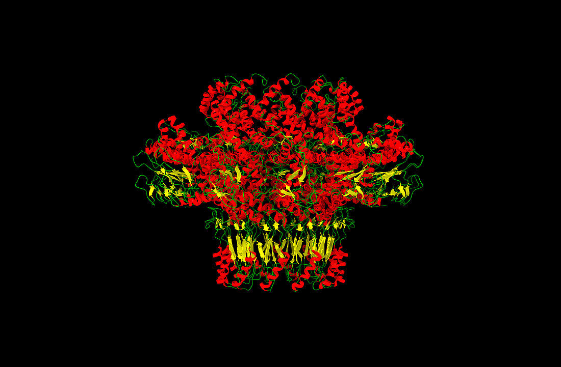 Bacteriophage T4 portal protein gp20, computer model