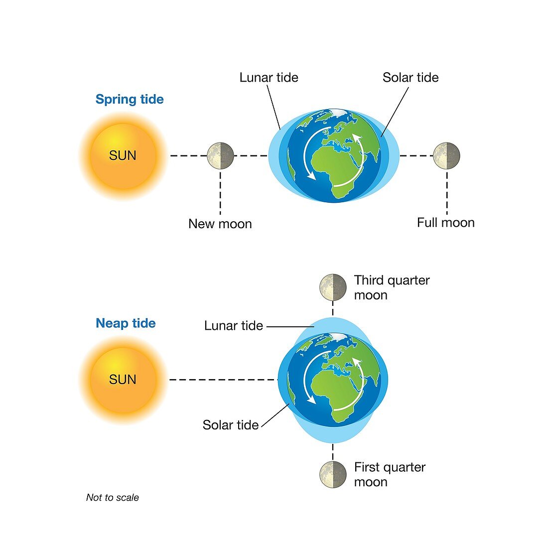 Spring and neap tides, illustration