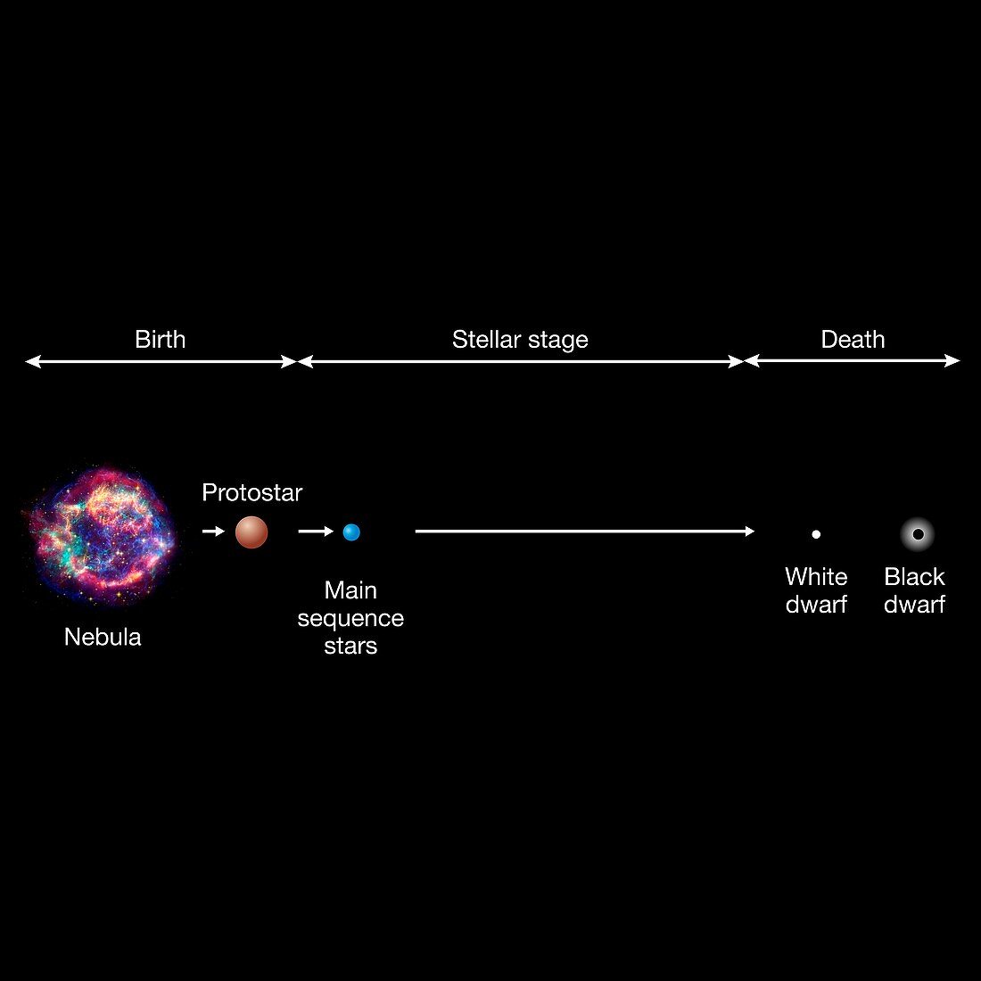 Life cycle of a very-low-mass star, illustration