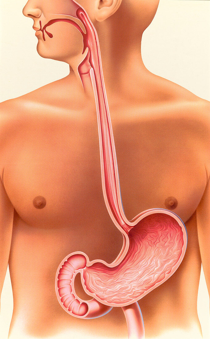 Upper digestive system, illustration