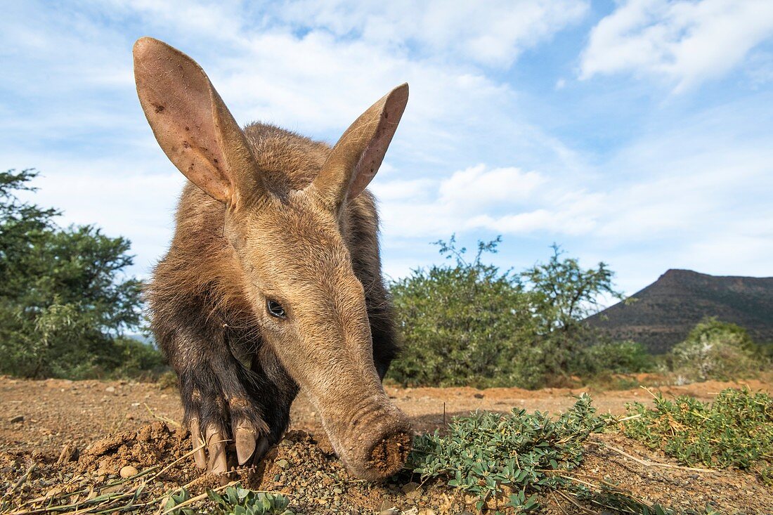 Aardvark feeding