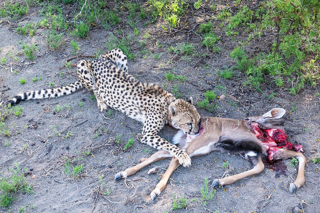 Cheetah feeding on kudu calf