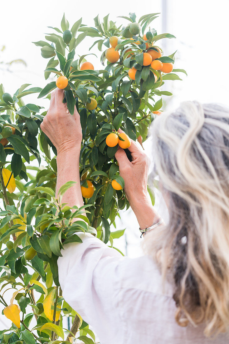 Woman growing kumquats