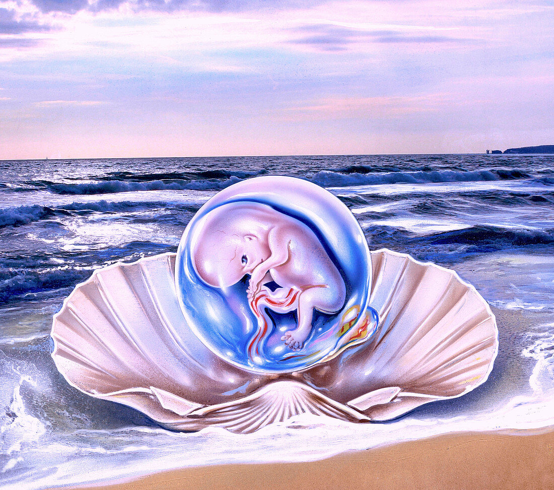 Human foetus in a seashell, conceptual illustration