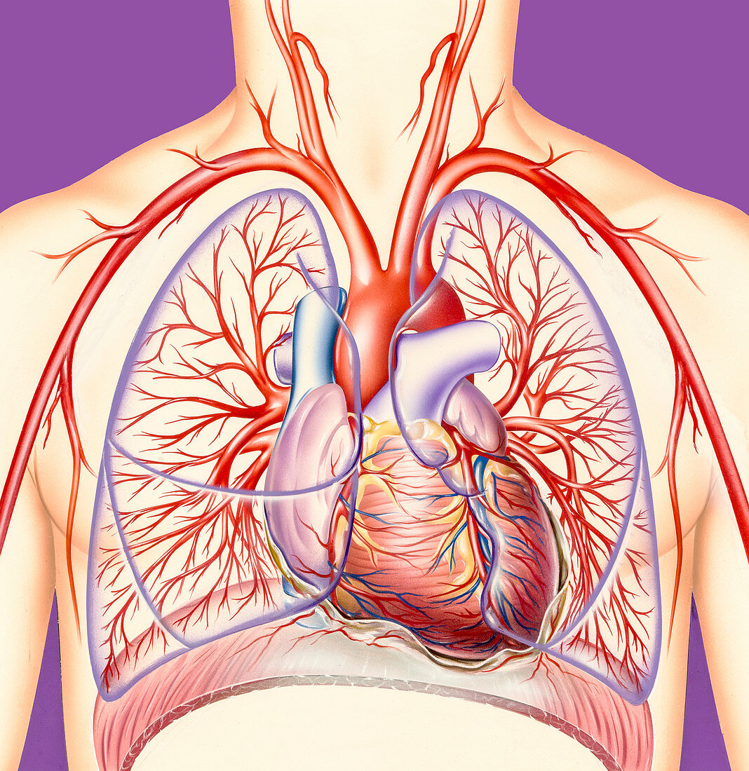 Healthy heart and lungs, illustration