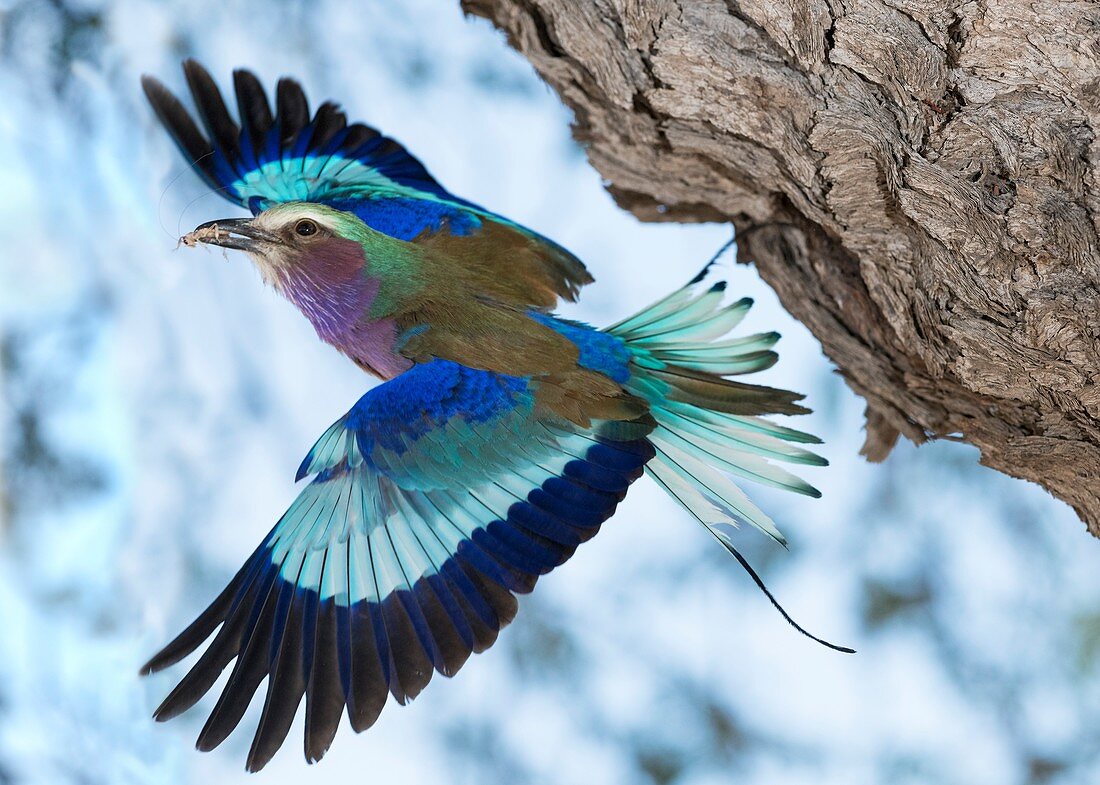Lilac-breasted roller with wings open