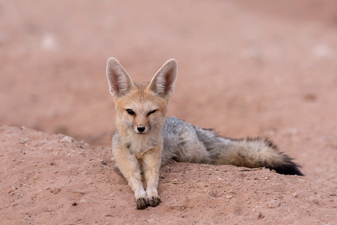 Cape fox adult at the den