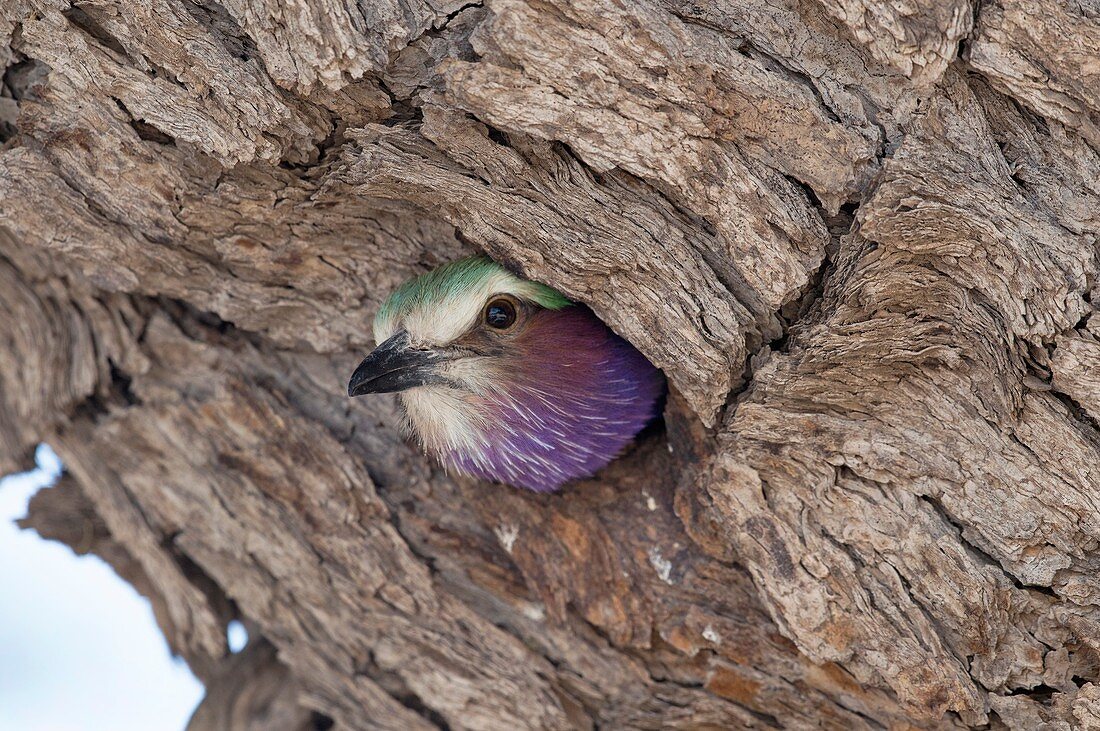 Lilac-breasted roller in its nest