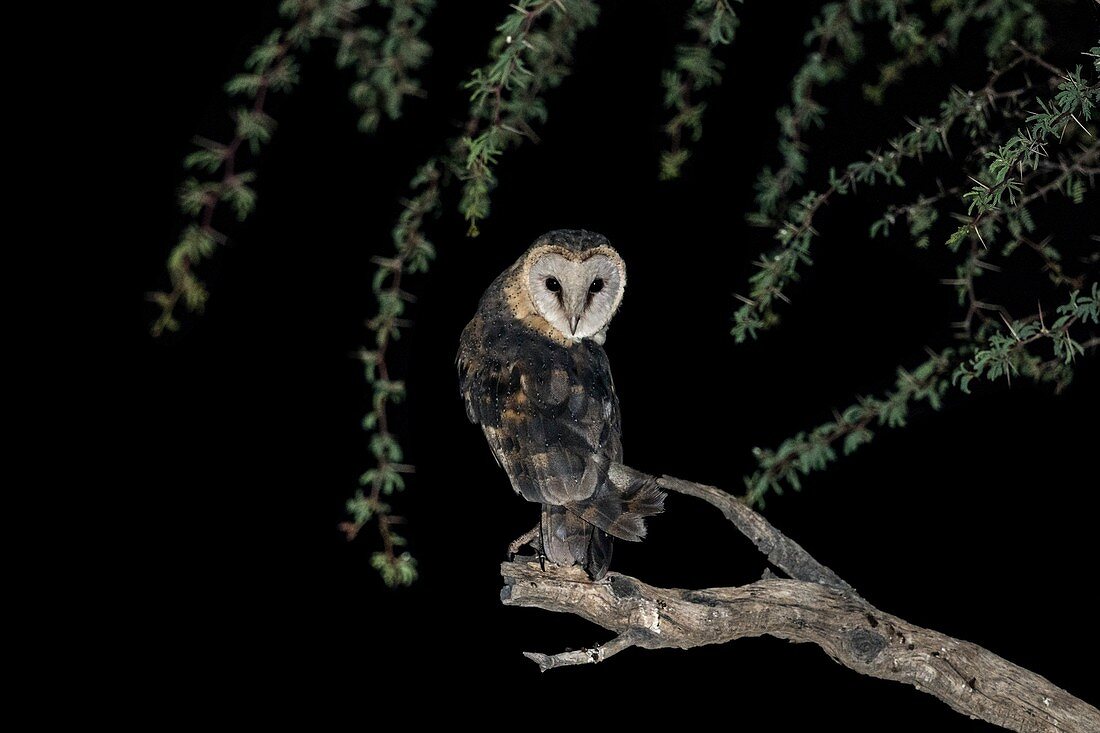 Western barn owl perched at night