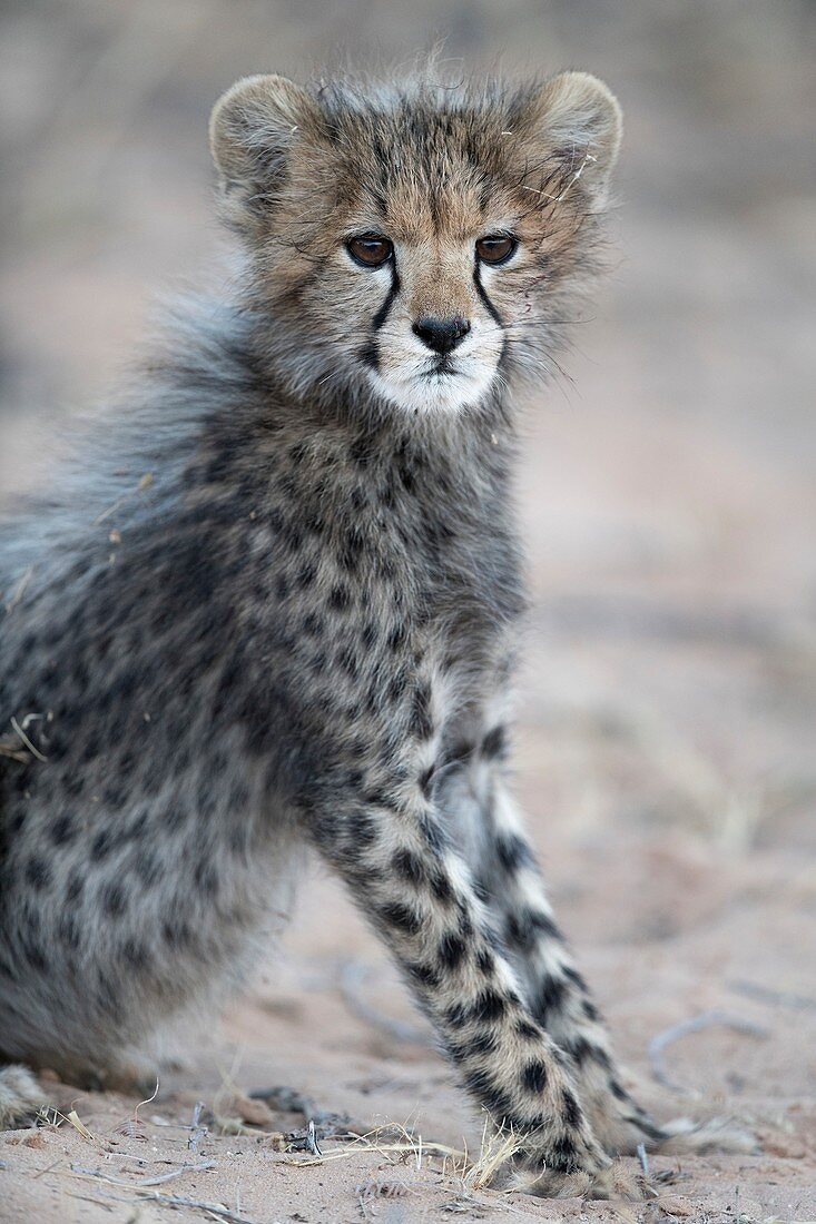 Alert cheetah cub