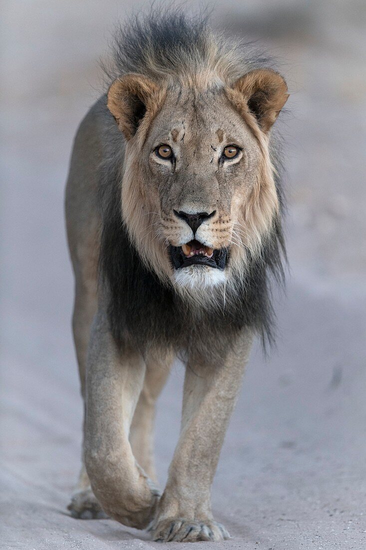 Adult african lion walking