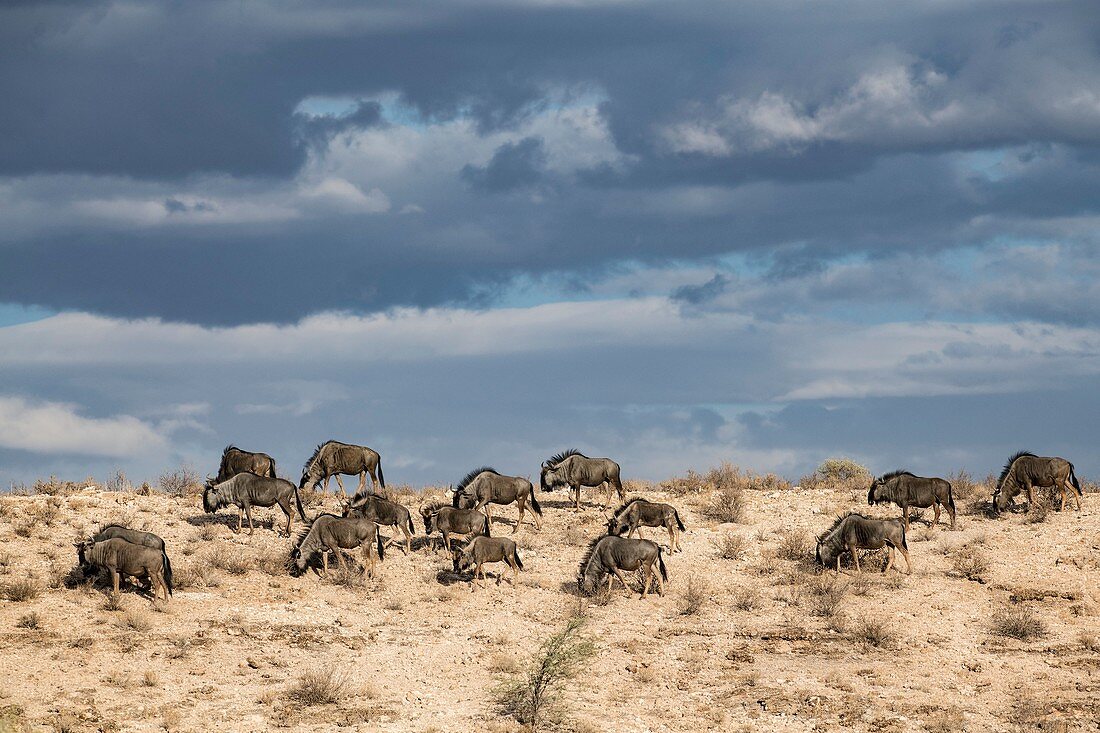 Blue wildebeest grazing in the Kalahari