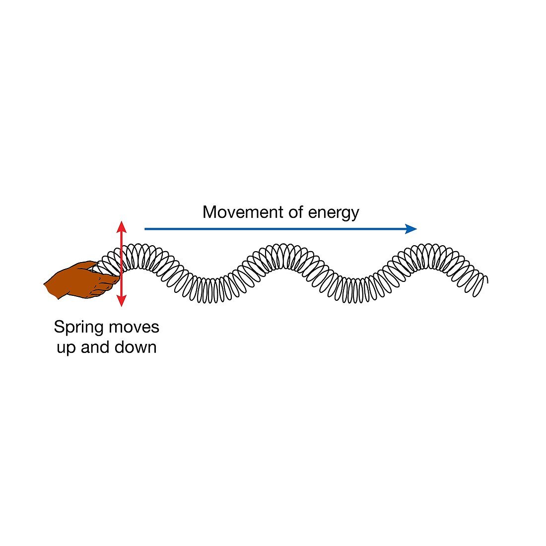 Transverse waves in a slinky spring, illustration