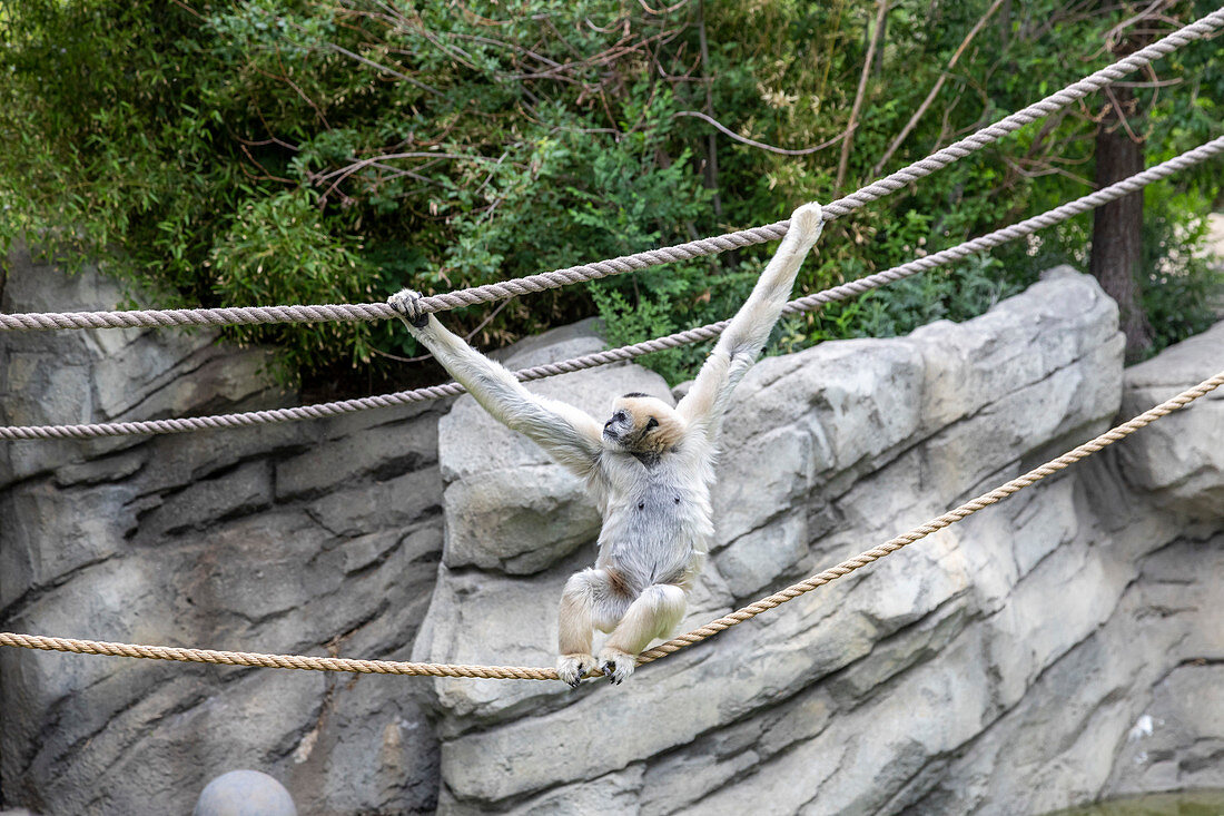 Northern white-cheeked gibbon