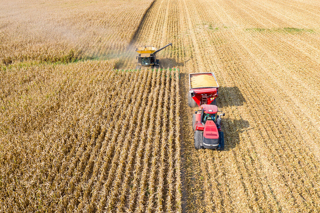 Corn harvest, aerial photograph