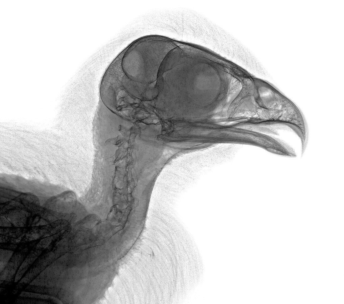 Sparrowhawk head, X-ray