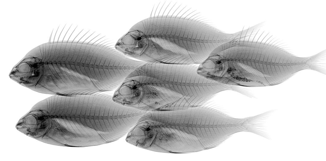 Shoal of fish, X-ray