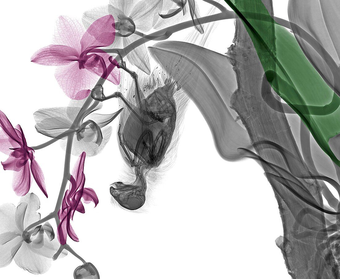 Parakeet and orchid, X-ray