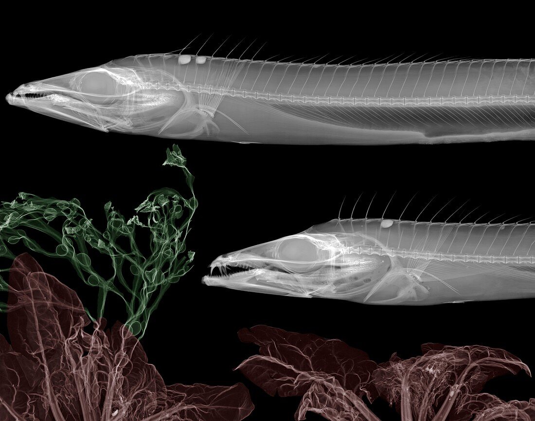 Scabbard fish, X-ray