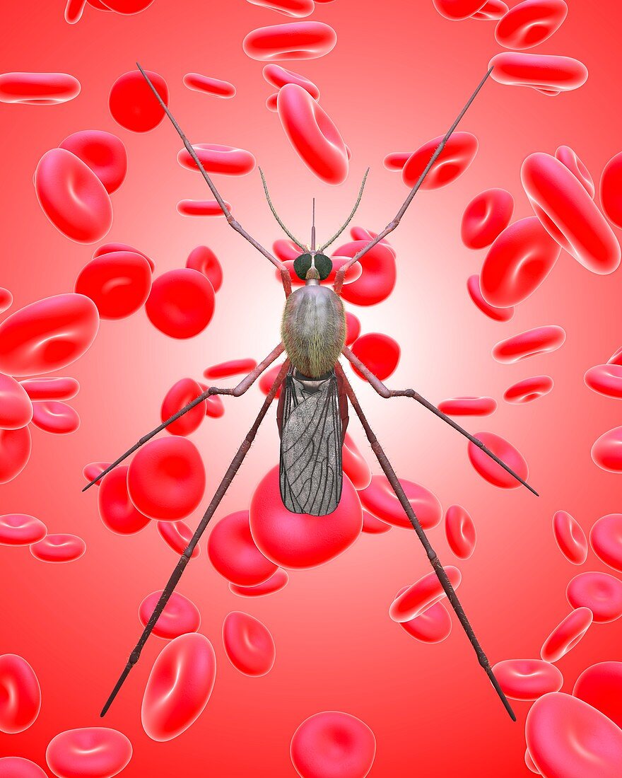 Mosquito and red blood cells, illustration