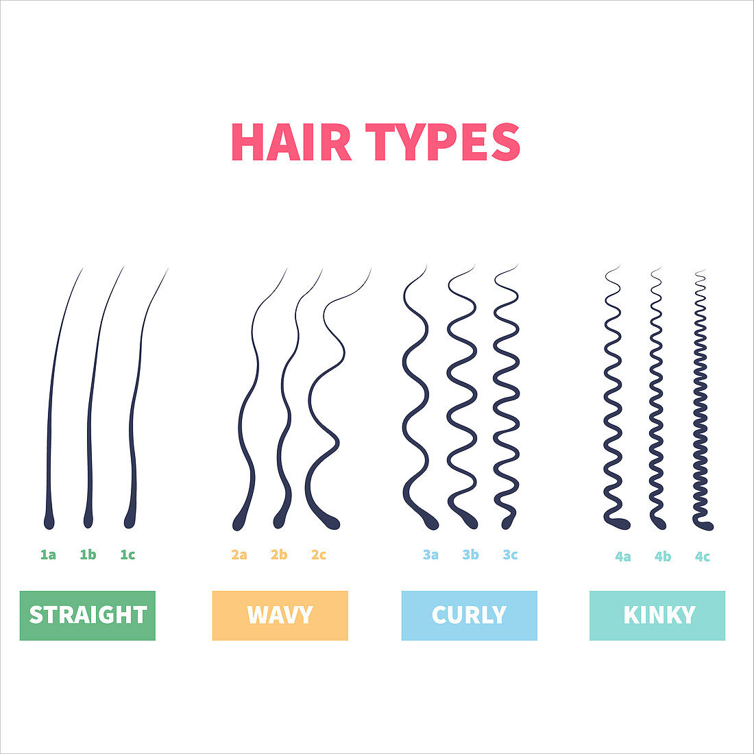 Hair types, illustration