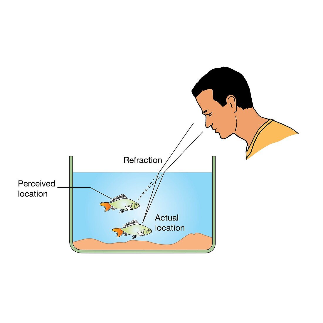 Refraction in a fish tank, illustration