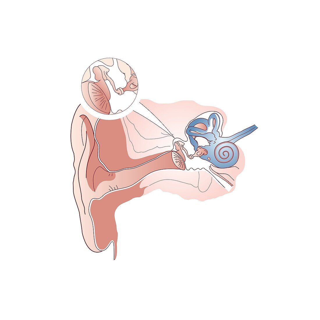 Anatomy of the human ear, illustration