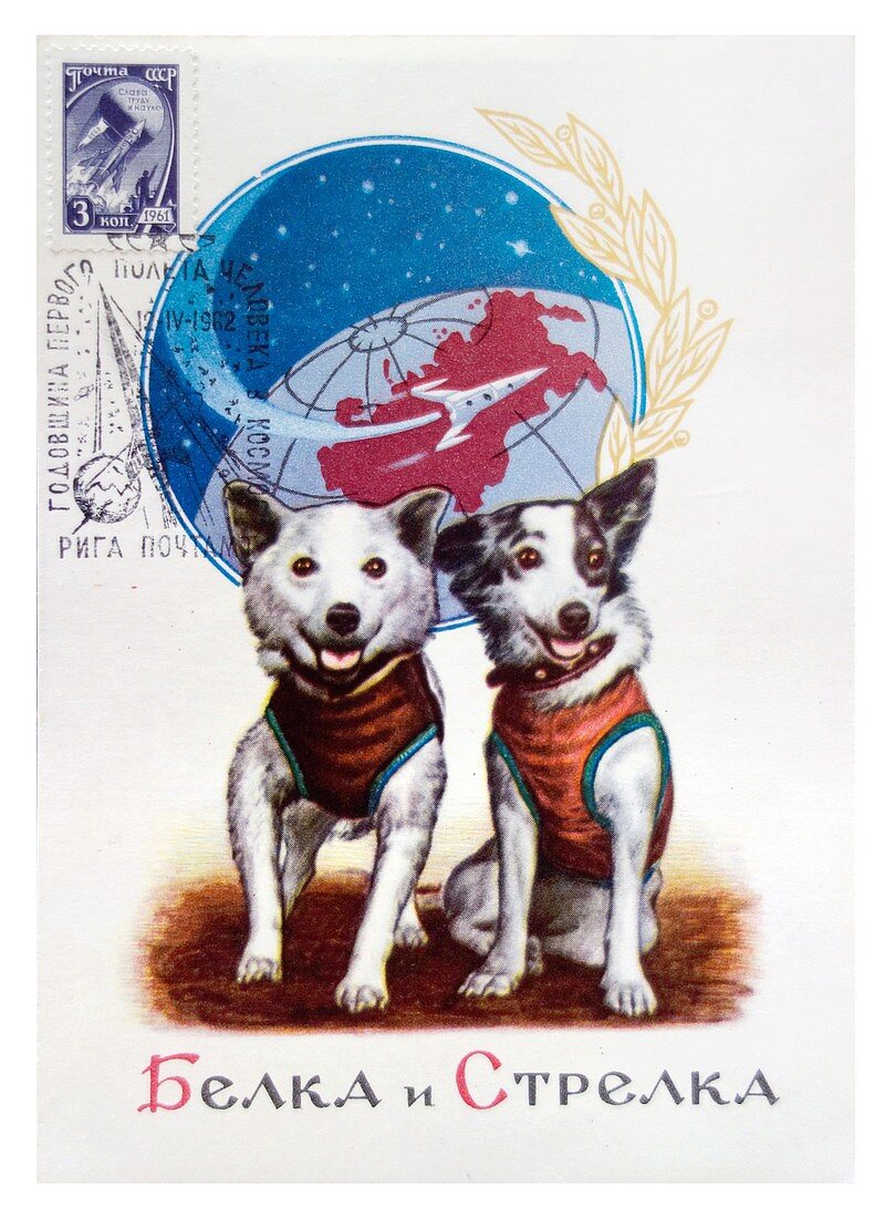 Soviet space dogs Strelka and Belka, illustration
