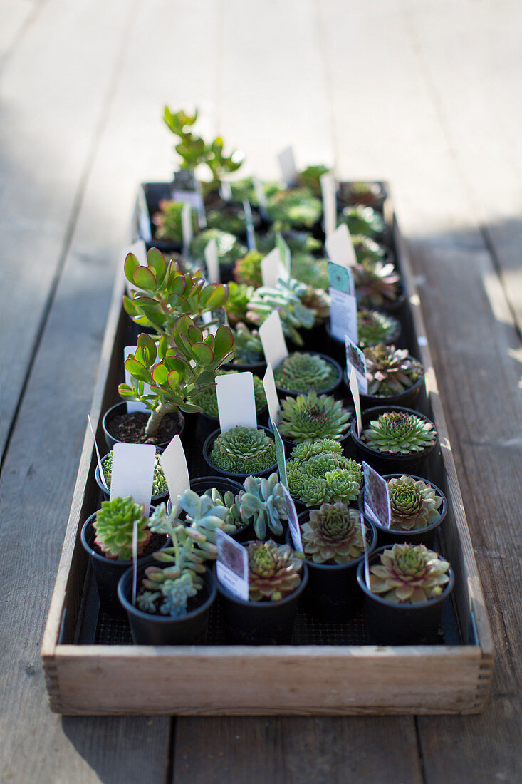Tiny succulent plants on display in tray