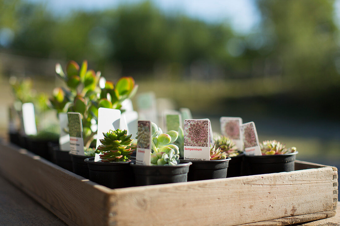 Tiny succulent plants with labels in tray
