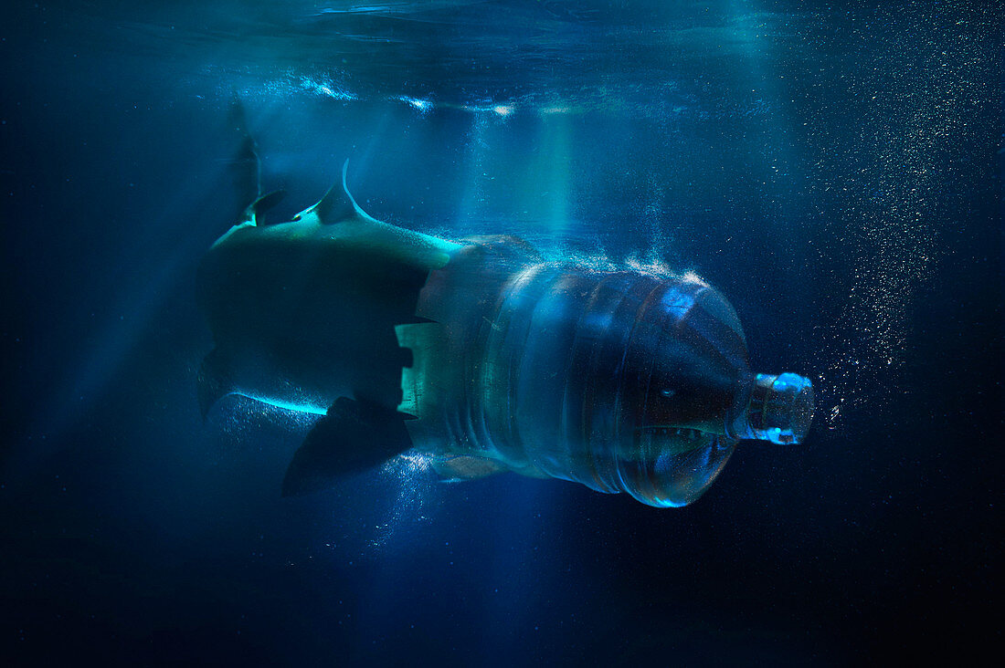 Shark with face trapped in plastic water container