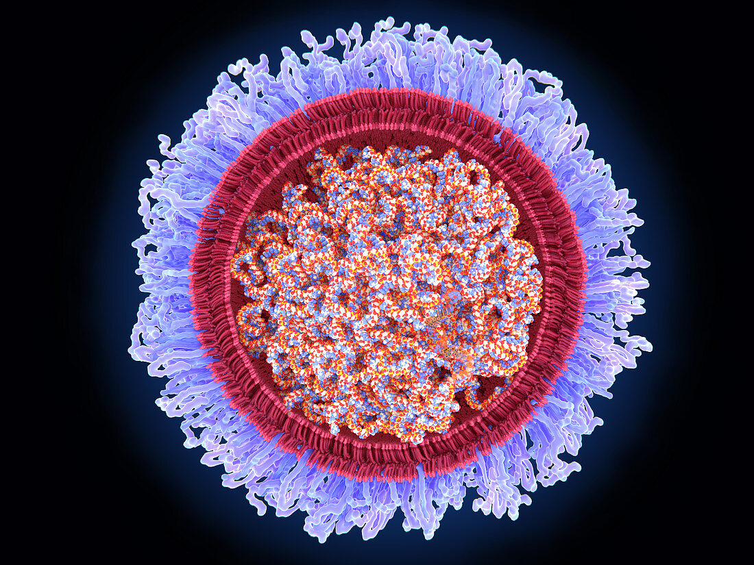 Covid-19 RNA vaccine, illustration
