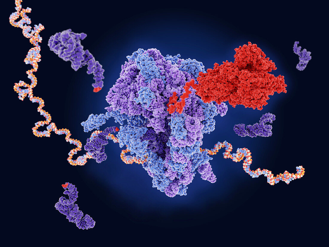 Ribosome making coronavirus spike protein, illustration