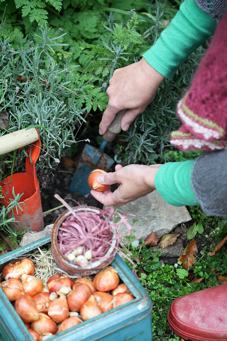 Woman planting tulip bulbs in the perennial bed