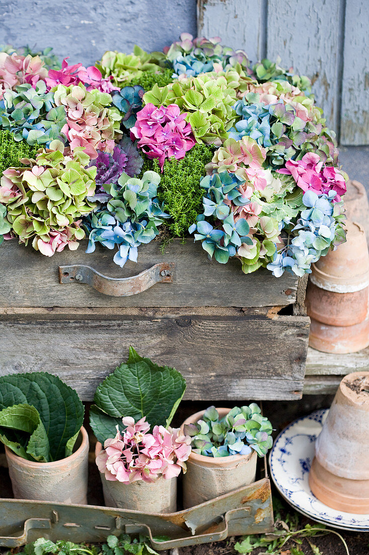 A colorful mix of hydrangea blossoms, ornamental cabbage, and hebe in a wooden box