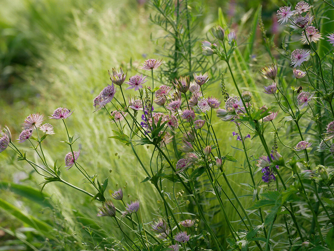 Pink astrantia 'Buckland'