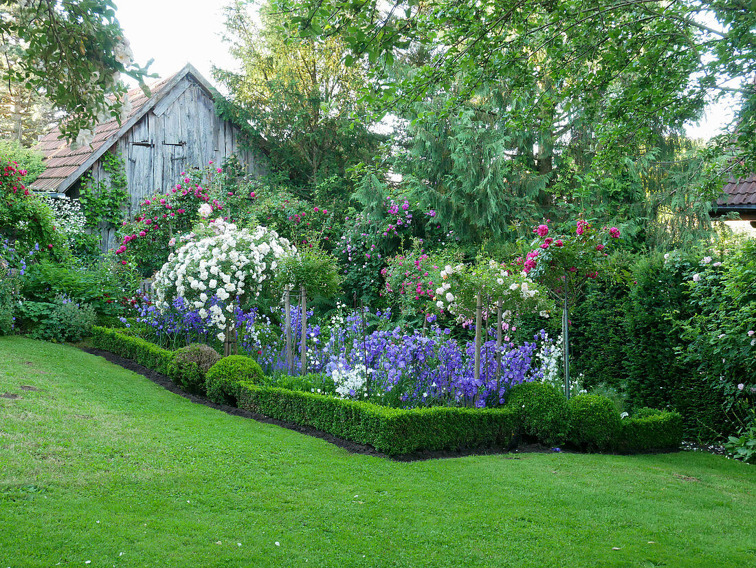 Rosengarten mit Glockenblumen und Hecke aus Buchs als Einfassung