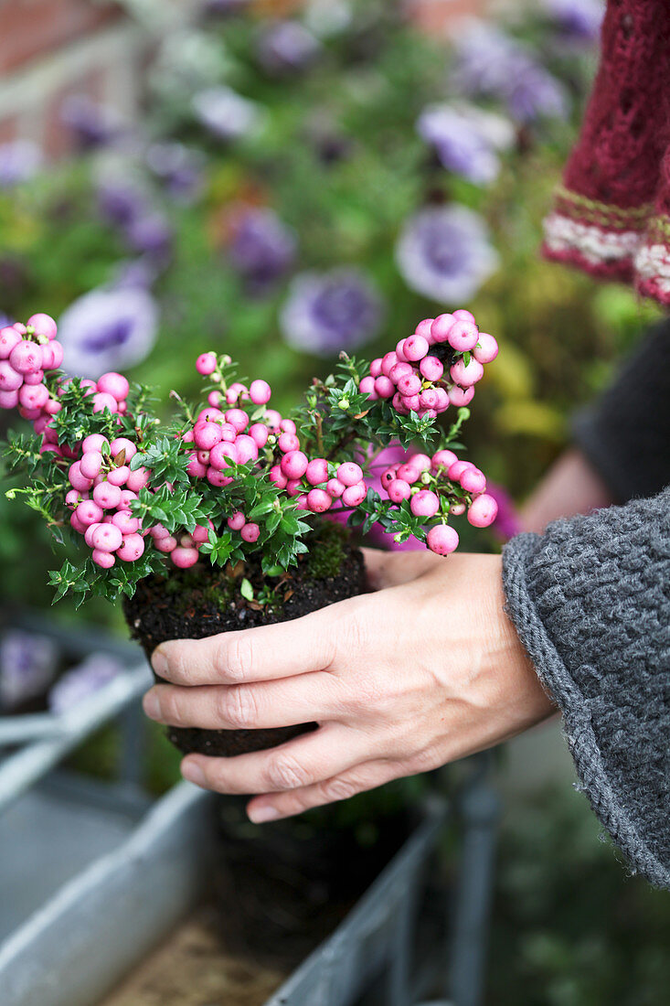 Pernettya in a planter