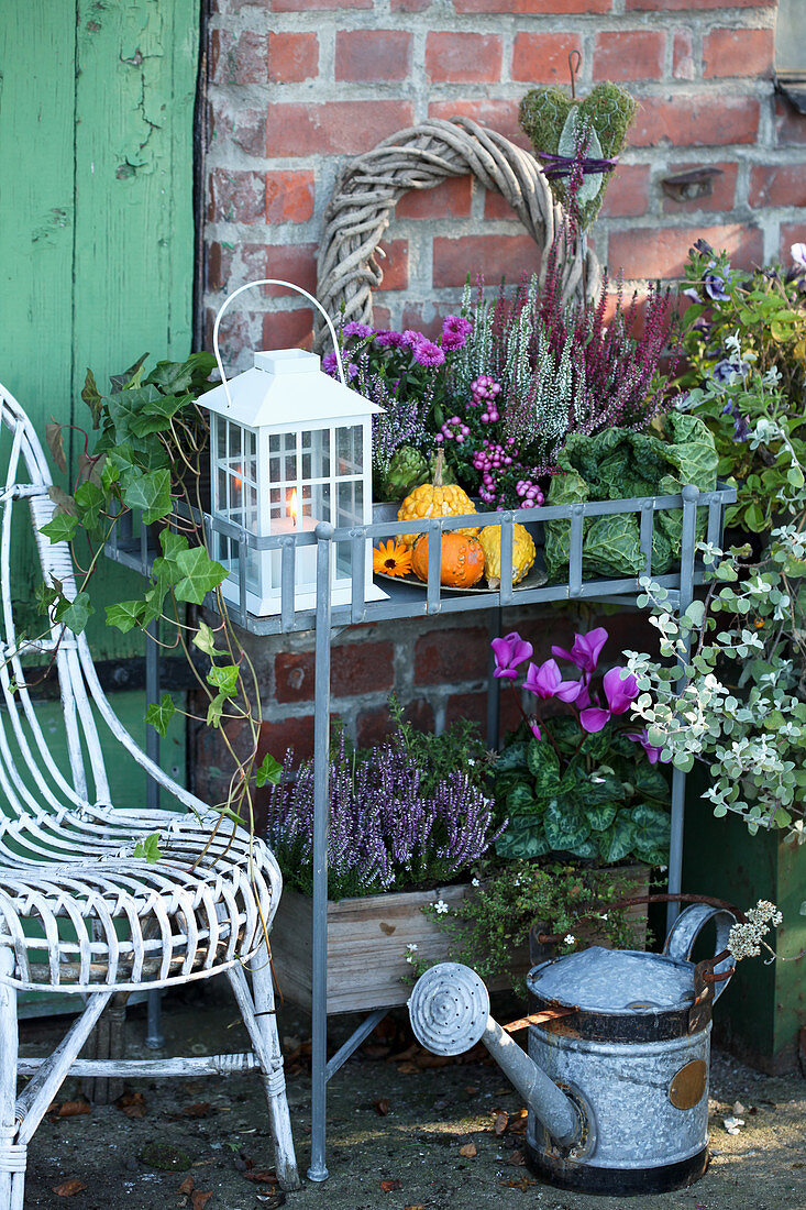 Autumn arrangement with bud heather, cyclamen, aster, peat myrtle, ivy, lantern, wreath, and decorative pumpkins