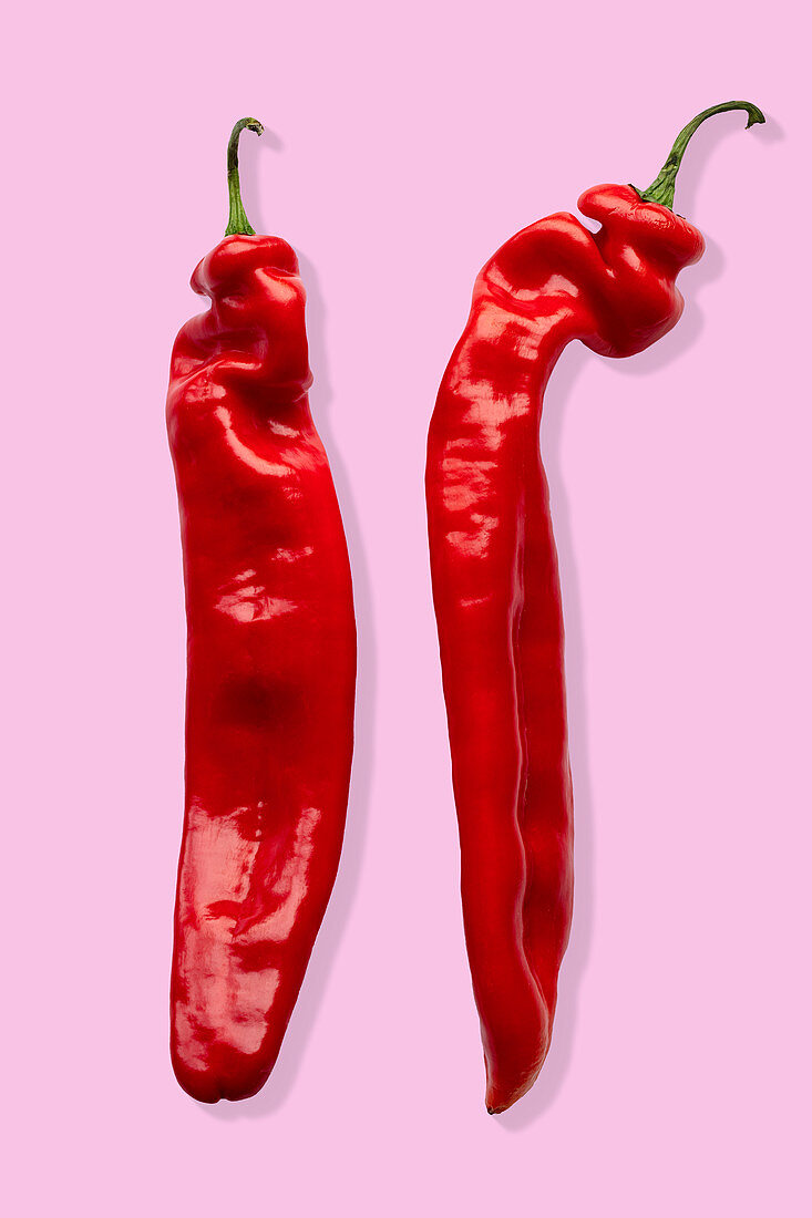 Two rows of red chillies on a pink background