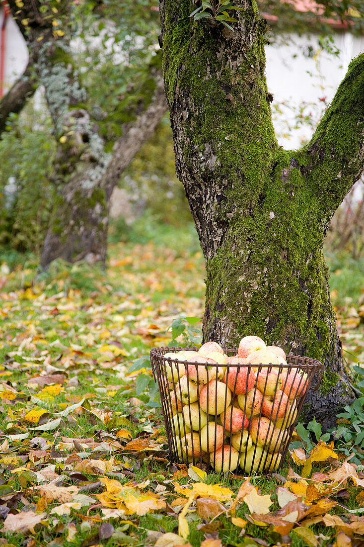 A basket with freshly picked apples in an autumn garden