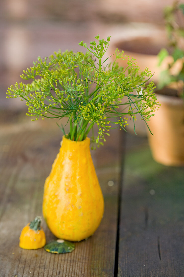 Small bouquet of fennel blossoms in an ornamental pumpkin as a vase