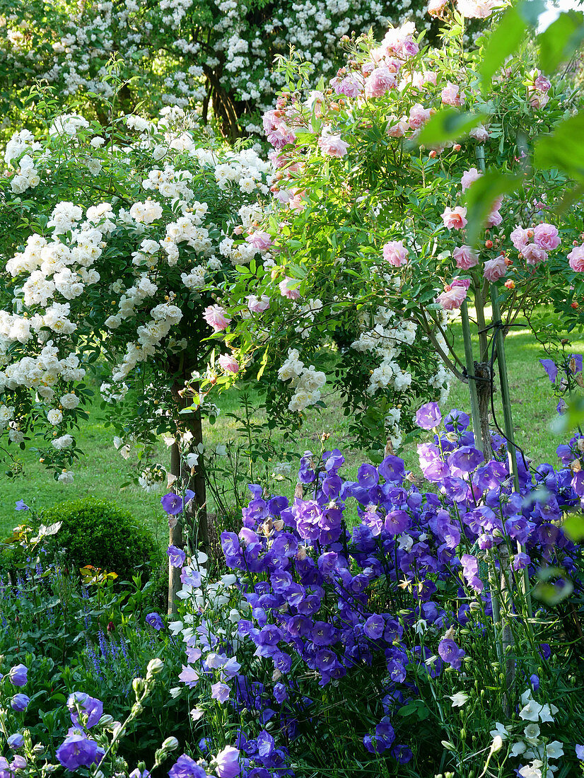 Standard roses ('Christine Helene', 'Joanne de Féligonde') and campanula ('Blue Bloomers') in rose garden